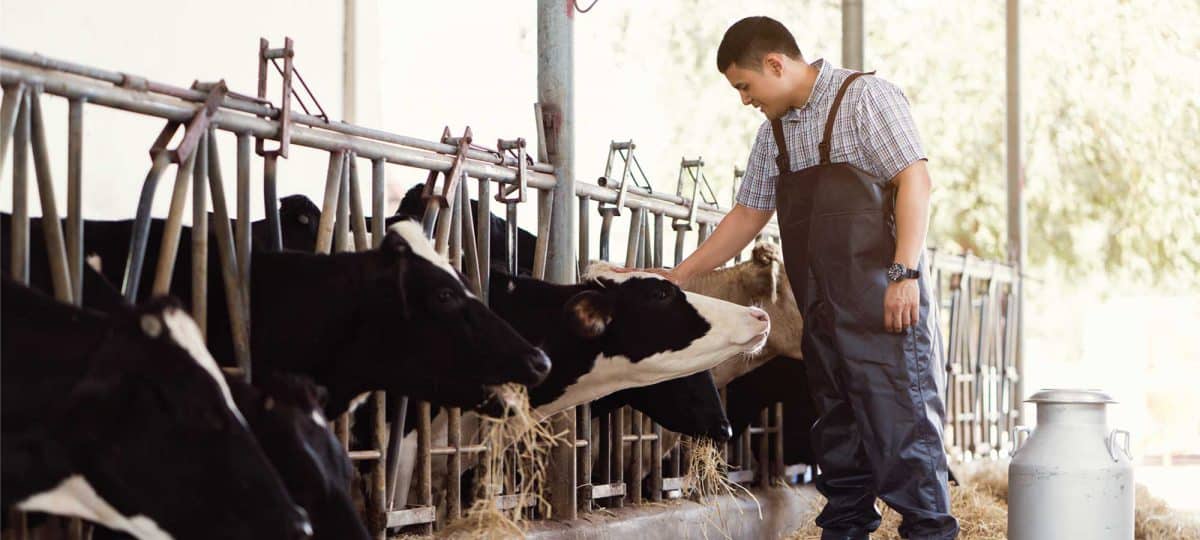 Aturan PPN Terkait Pajak Usaha Ternak dari Tahun Ke Tahun