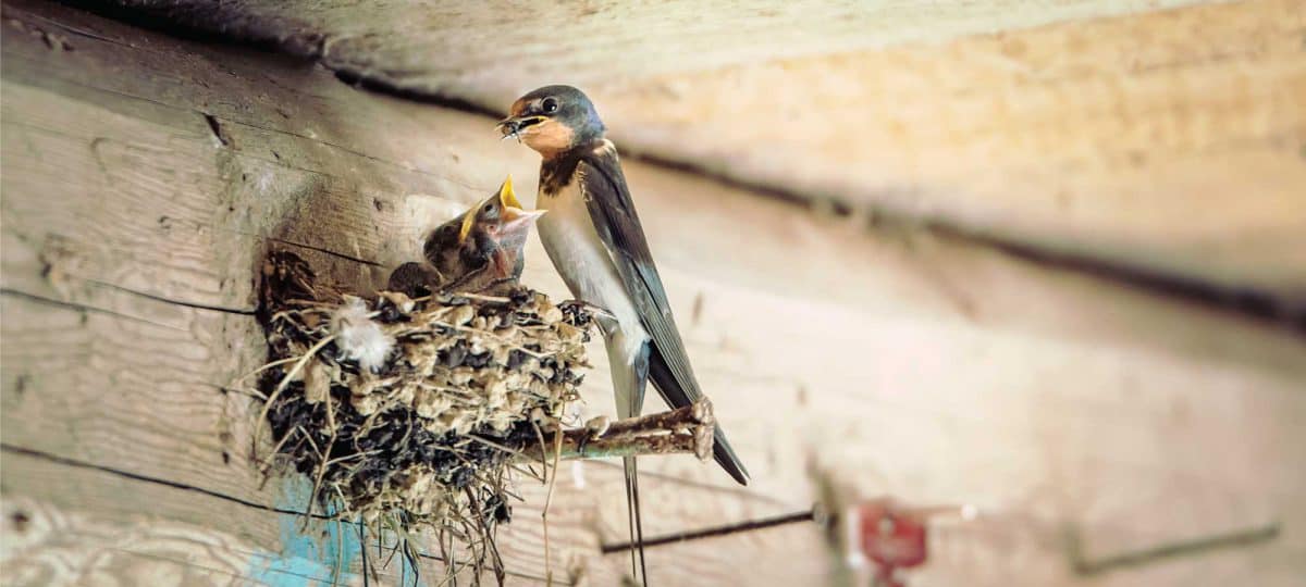 Ketahui Ketentuan dan Cara Perhitungan Pajak Usaha Walet