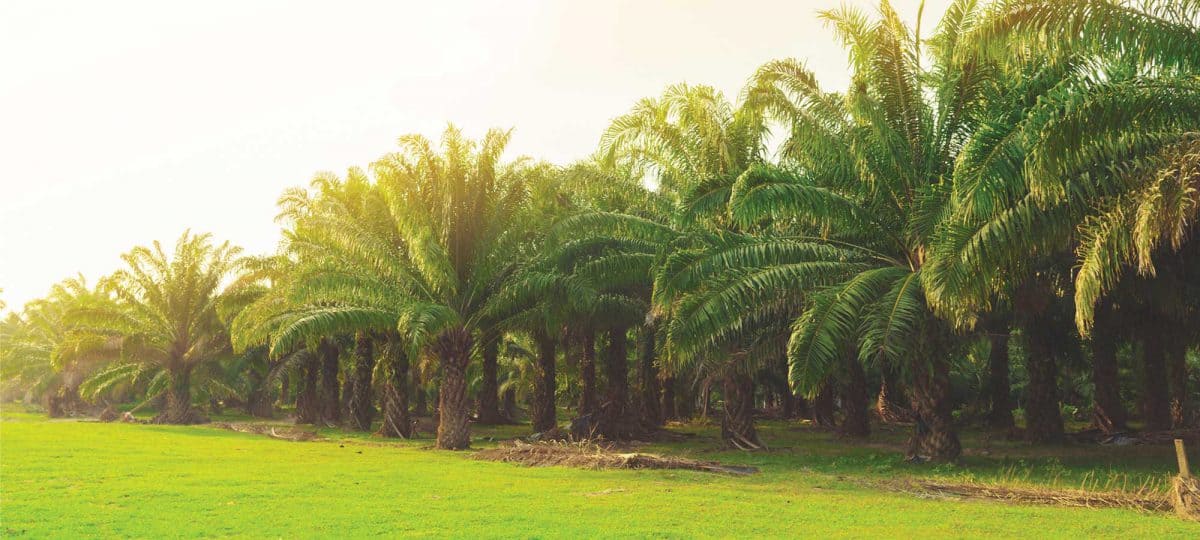 Pajak Pertambahan Nilai dan Kaitannya dengan Pajak Perkebunan Sawit