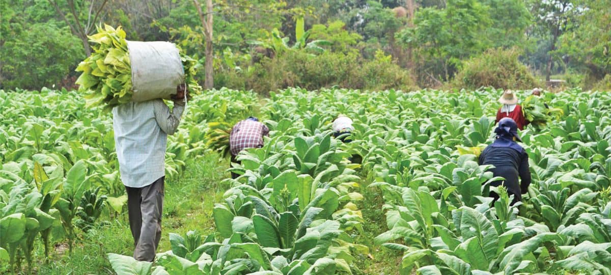 Pajak Usaha Rokok: Pengertian, Aturan, dan Cara Hitungnya