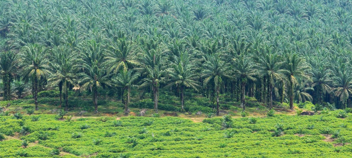 Ketahui Ketentuan Pajak yang Dibebankan untuk Perkebunan Kelapa Sawit